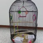This is an example of an inappropriately setup cage which is too small, the perches are too narrow, unsuitable sandpaper substrate, plastic toys. Rather than being tall & narrow, cages should be long and wide. Birds are not helicopters, they don't fly up and down, they fly length-wise.