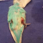 The home can be a very dangerous place for a pet parrot. Free flying parrots that are unsupervised and untrained often end up at the vet because of traumatic household accidents. This little budgie broke his leg by accidentally getting caught in a CD player.