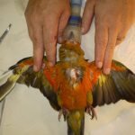 Sun Conure with a "hacked off" wing trim showing traumatic injury to the chest from landing too heavily because of a too-short wing trim