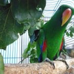 An Eclectus who's had a happy time chewing his perch and green leafy camphor laurel branches.