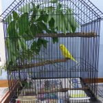 This is an improved version of the previous cage. Natural rough bark perches, green leafy branches to chew on, fresh grass seed, newspaper on the bottom of the cage that can easily be cleaned and disposed of.