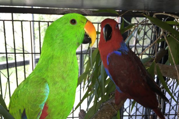 Problems Associated with Toys and Cage Accoutrements for Pet Parrots ...