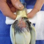 A Cockatiel who had chewed on a rope toy. This caused a furball in it's crop.