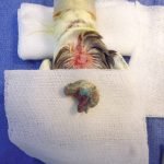 He was presented vomiting and unable to eat. The furball was removed under general anaesthetic and the bird recovered uneventfully.