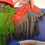 Eclectus - Evidence of an incorrect wing trim. The primary flight feathers have been cut too short which will give no protection to new growing blood feathers in this area
