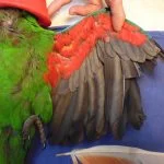 Eclectus - Evidence of an incorrect wing trim. The primary flight feathers have been cut too short which will give no protection to new growing blood feathers in this area