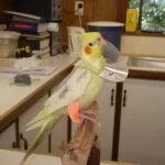 A little Cockatiel who also broke his leg from a misadventure in the home. As well as a cast fitted to his broken leg, he needed a collar to stop him chewing his cast.