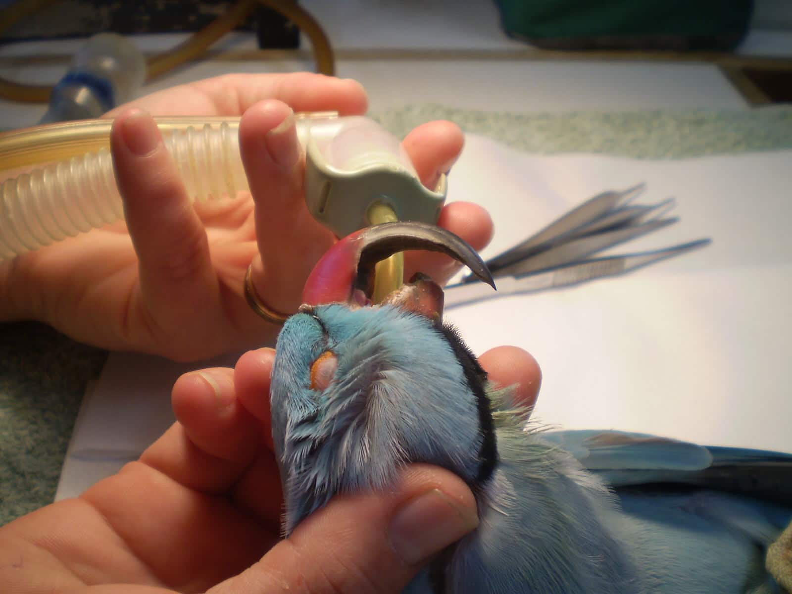 Trimming Beaks and Claws - What You Need to Know