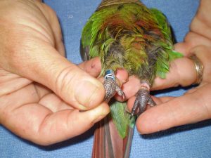 Split rings can be chewed by the birds and compress onto the leg.
