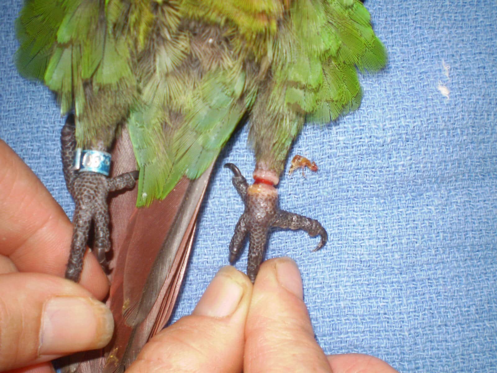 Bird Leg Ring Cutter for Thick Aluminium & Metal Band Ring Steel Cutter-  Birds' Park : Amazon.in: Pet Supplies