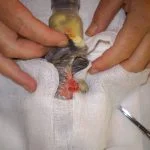 An anaesthetised Cockatiel with a surgically removed fibre impaction.