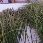 Paspalum & Guinea Grass