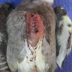 The sutures are dissolvable and the wound will heal uneventfully providing that we can stop the bird from crash-landing. This is where we need to perform imping (feather extensions)