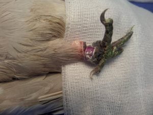 Leg bands in birds can result in constrictive injuries.