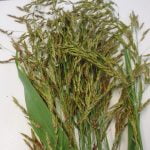Sudan Grass