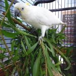 Sulfur Crested Cockatoo. Nice rough bark perches, fresh green leafy branches and appropriate toys are the safe accoutrements for pet parrots.