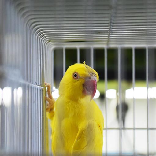 Common conditions in pet birds