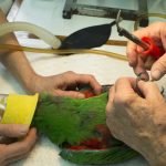 To avoid stress to larger birds with overgrown nails a brief anaesthetic enables the nails to be trimmed, cauterised & ground back to a health shape.