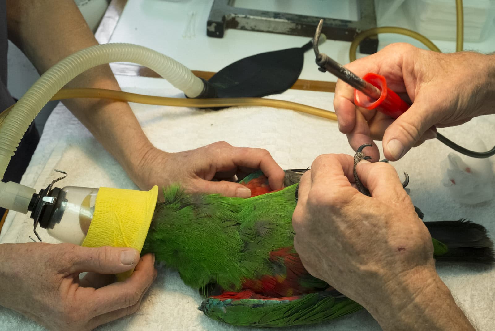 How to Use Parrot Nail Clippers  Birds Coo
