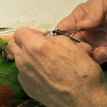 A healthy bird's claws should not need trimming. The perches should be rough bark & wide enough to fit the bird's foot. However, sometimes we trim claws for the comfort of the owner.