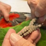Birds suffering from vitamin deficiency will often have a noticeable reduction in the roughness of their pedal pappilae (the raised patterns on a bird's foot)