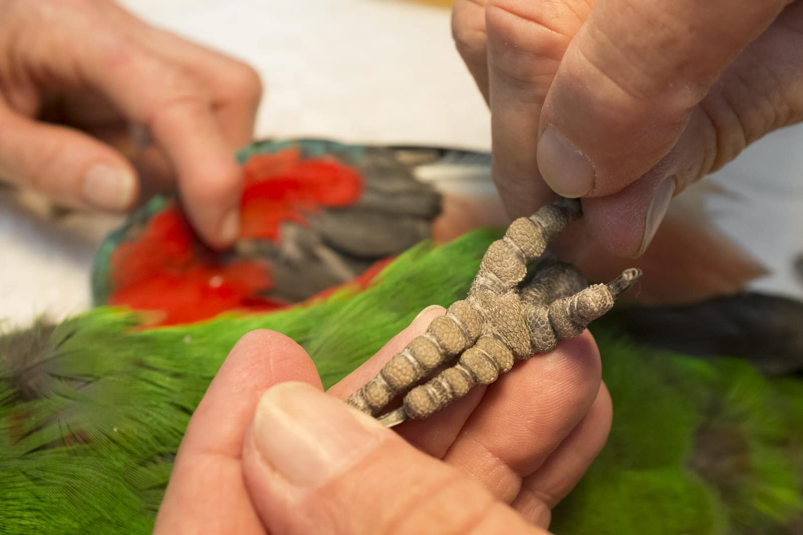 Parrot Nails – When and How to Groom, Clip, or Trim Bird Nails