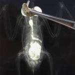 The little cockatiel had 2 fibre impactions, one in his crop that could have been surgically removed.