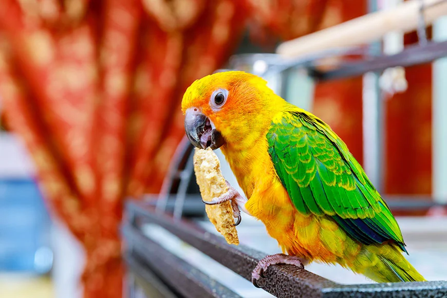 Common Household Items That Are Highly Toxic to Birds