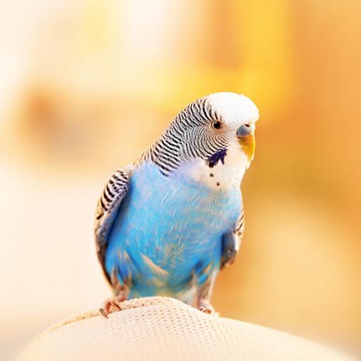 Household Dangers for a Pet Parrot