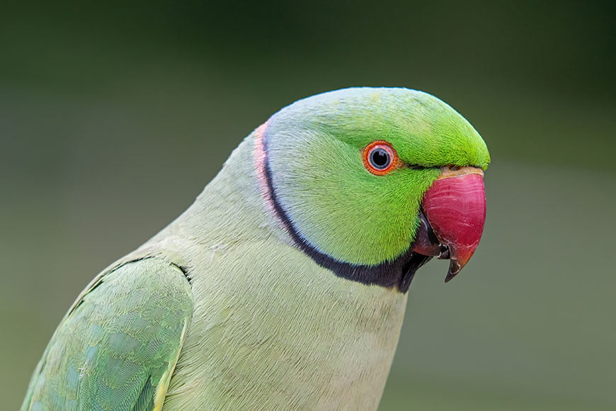 Red 2024 ringneck parrot