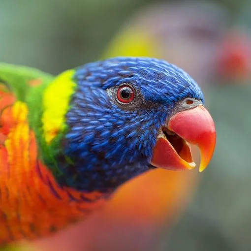 Lorikeet