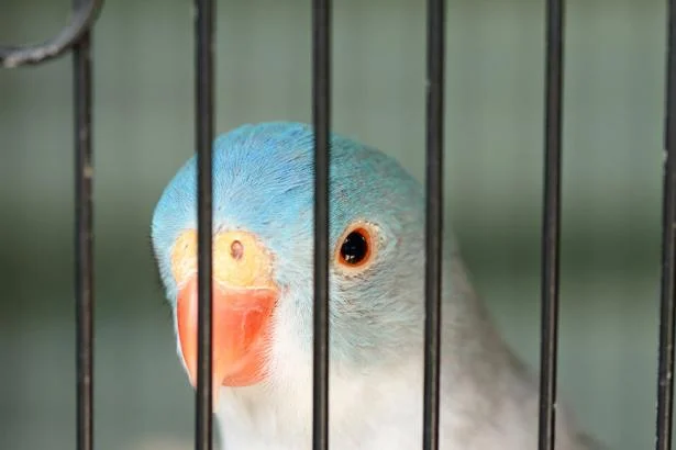 Obsessive compulsive disorders in pet birds