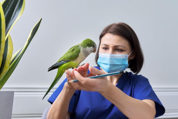 Psittacine Beak and Feather Disease