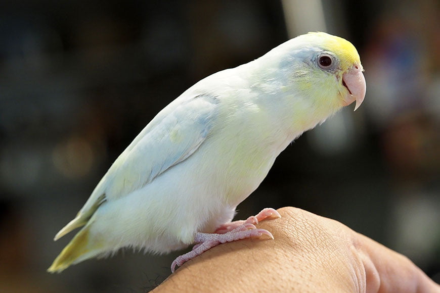 baby pet birds