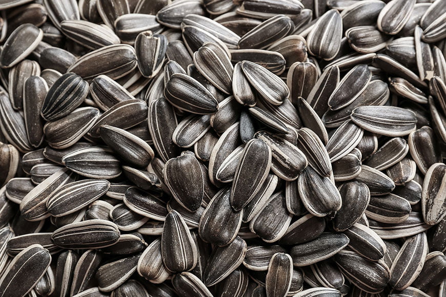 sunflower seeds for birds