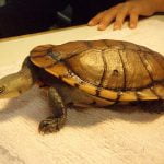 Health problems in turtles