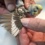 Budgie - Once again, some more examples of primary flight feathers that have been cut too short.