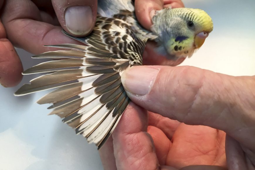 Budgie - Once again, some more examples of primary flight feathers that have been cut too short.
