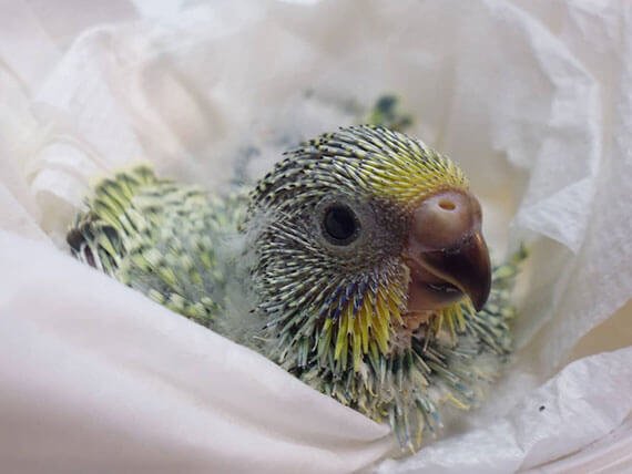 Perches - Currumbin Valley Bird, Reptile & Exotic Veterinary Services