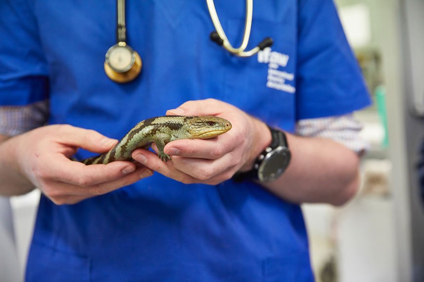 An Introduction to Reptile Care - A Brief Guide to Reptile Husbandry