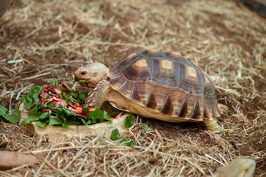 Keeping Turtles and Tortoises as Pets: What You Need to Know