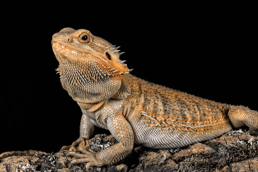 Bearded Dragon Lizard