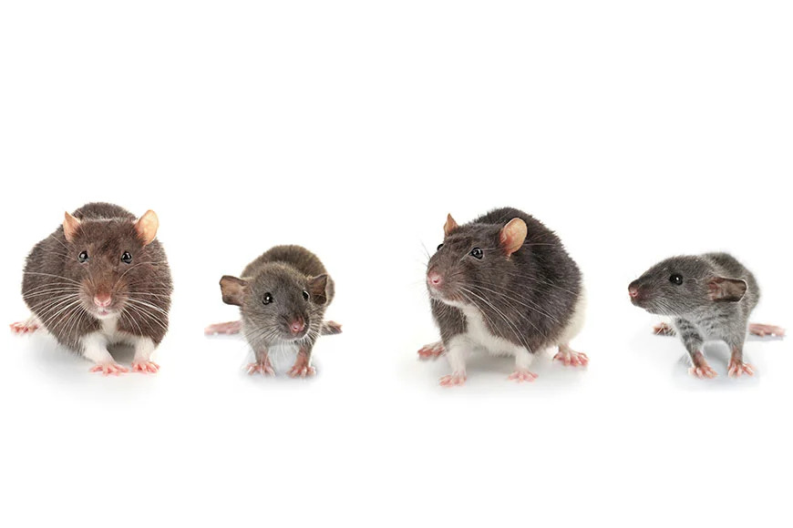 Keeping Pet Rats Together - Introducing Rats