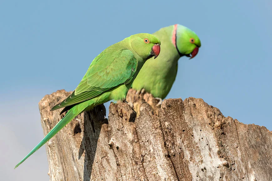 indian green parrot bird