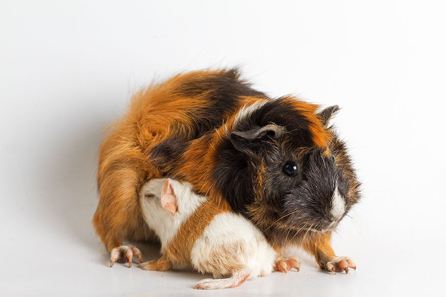 Baby Guinea Pigs