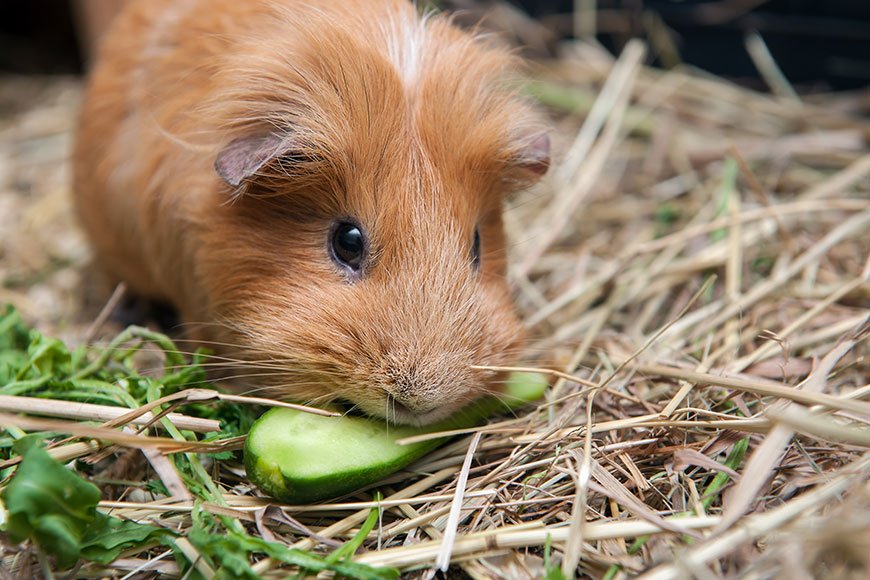 Guinea Pig Diet