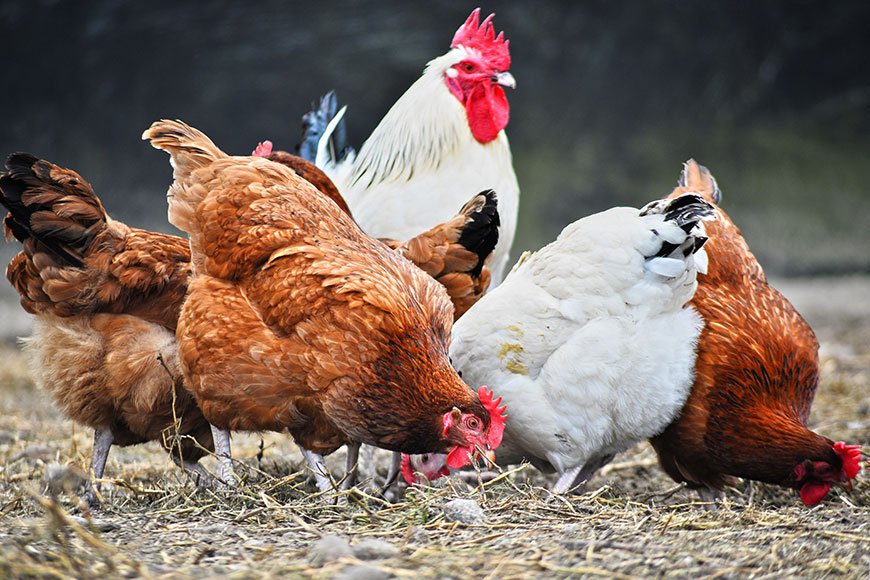 Keeping Chickens as Pets: Insights from a Veterinarian
