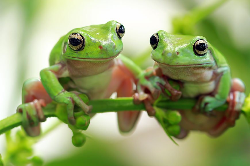 Exotic Animal Spotlight - Australian Tree Frogs