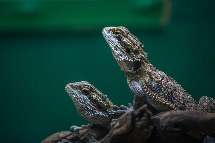 The importance of proper reptile care