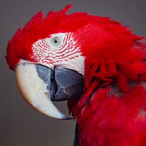Emergency care for exotic pets